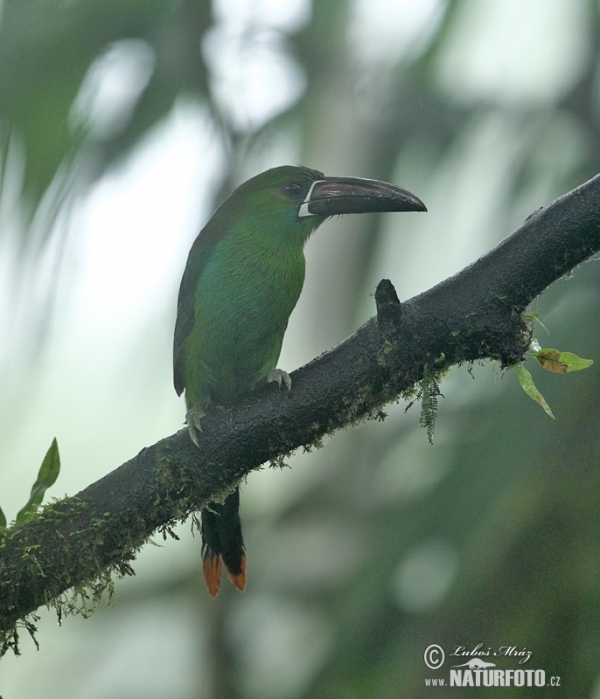 Blutbürzelarassari (Aulacorhynchus haematopygus)