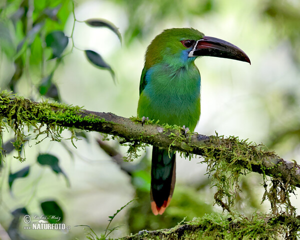 Blutbürzelarassari (Aulacorhynchus haematopygus)