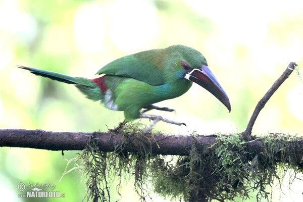 Blutbürzelarassari (Aulacorhynchus haematopygus)