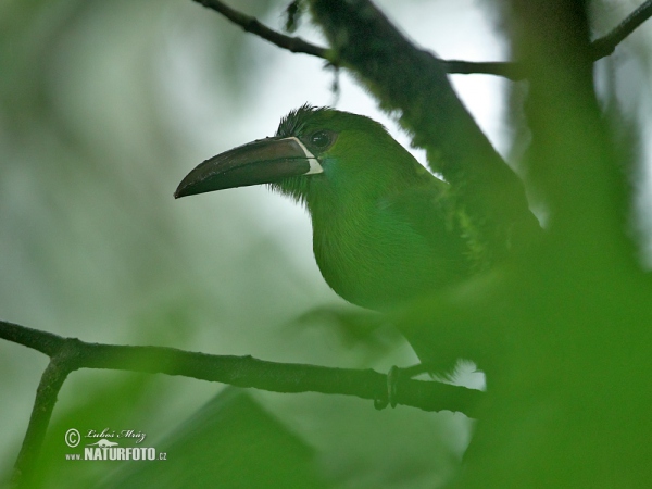 Blutbürzelarassari (Aulacorhynchus haematopygus)