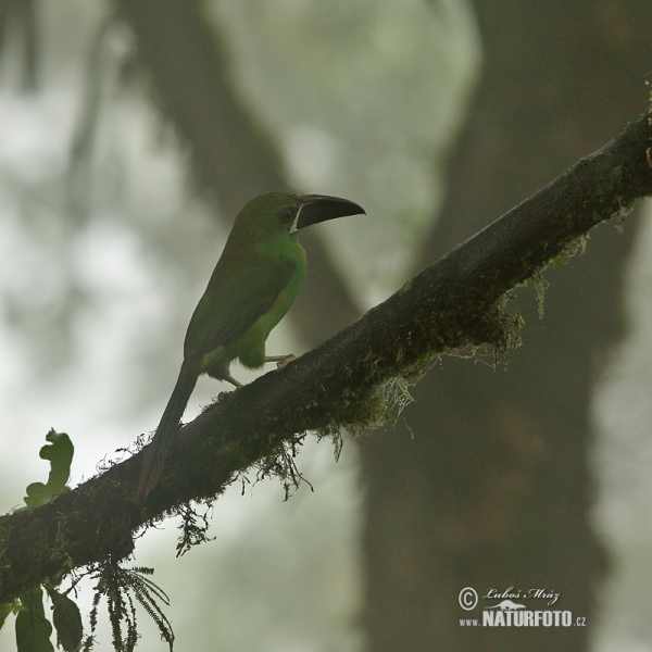 Blutbürzelarassari (Aulacorhynchus haematopygus)