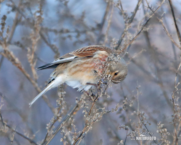 Bluthänfling, Hänfling (Carduelis cannabina)