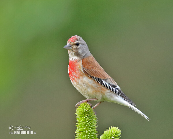 Bluthänfling, Hänfling (Carduelis cannabina)