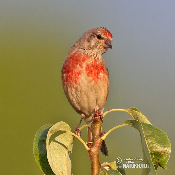 Bluthänfling, Hänfling (Carduelis cannabina)