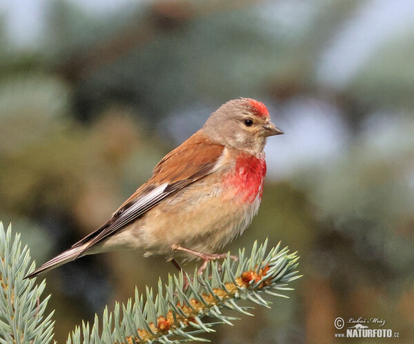 Bluthänfling, Hänfling (Carduelis cannabina)