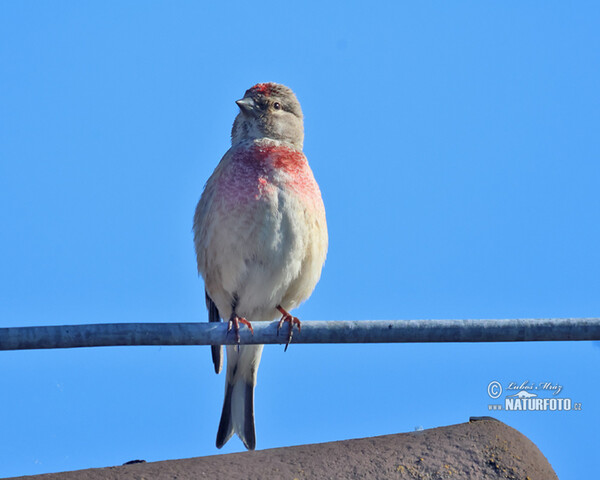 Bluthänfling, Hänfling (Carduelis cannabina)