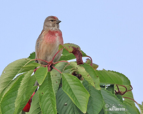 Bluthänfling, Hänfling (Carduelis cannabina)