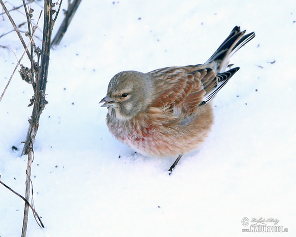 Bluthänfling, Hänfling (Carduelis cannabina)