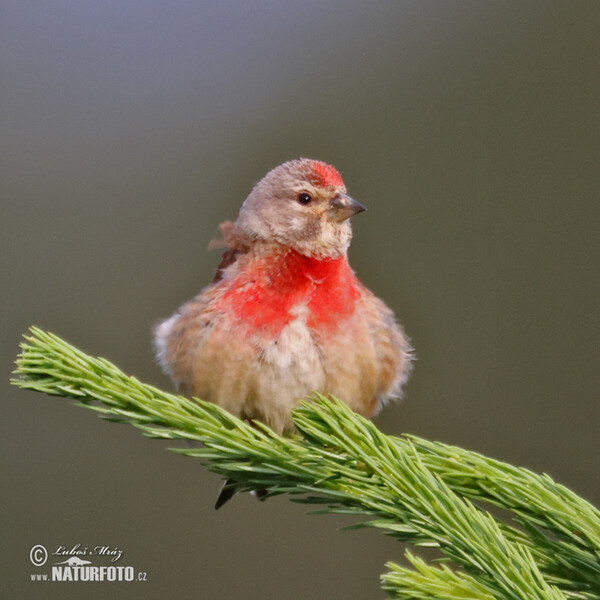 Bluthänfling, Hänfling (Carduelis cannabina)