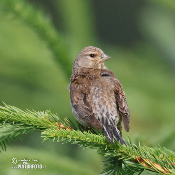 Bluthänfling, Hänfling (Carduelis cannabina)