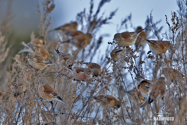 Bluthänfling, Hänfling (Carduelis cannabina)