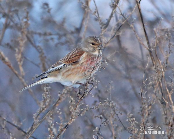 Bluthänfling, Hänfling (Carduelis cannabina)