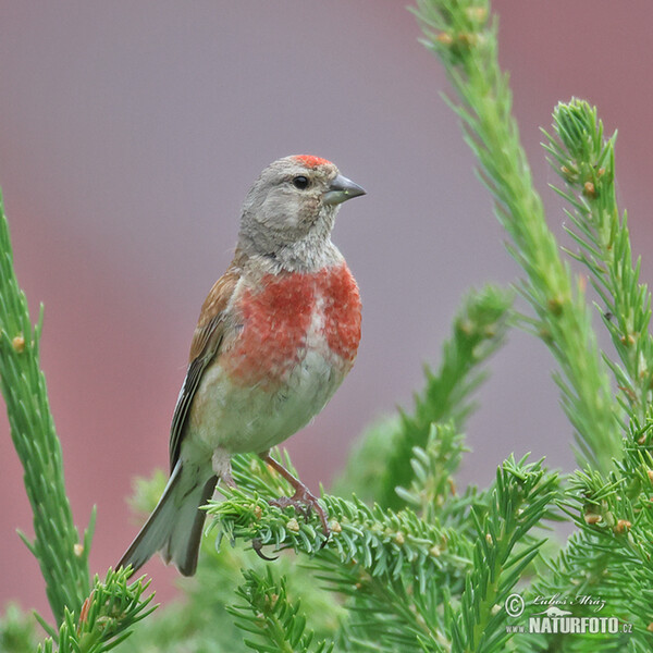 Bluthänfling, Hänfling (Carduelis cannabina)