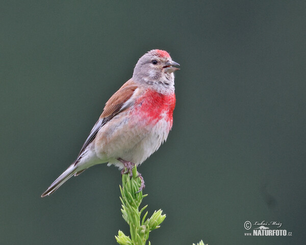 Bluthänfling, Hänfling (Carduelis cannabina)