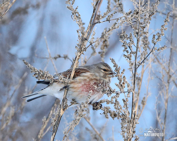 Bluthänfling, Hänfling (Carduelis cannabina)