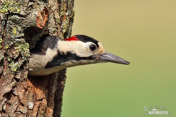 Blutspecht (Dendrocopos syriacus)