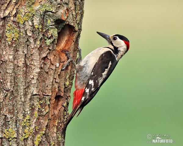 Blutspecht (Dendrocopos syriacus)