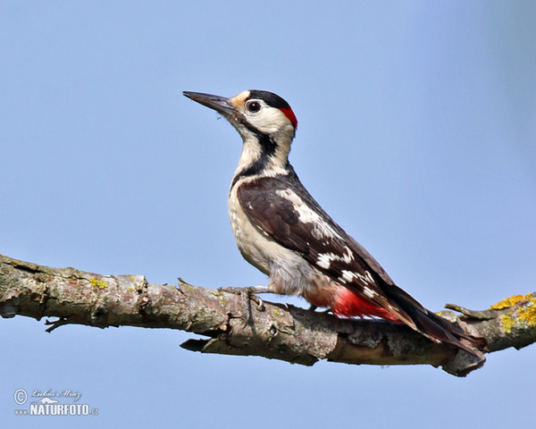 Blutspecht (Dendrocopos syriacus)