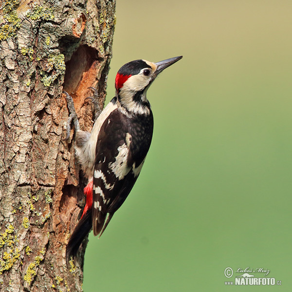 Blutspecht (Dendrocopos syriacus)