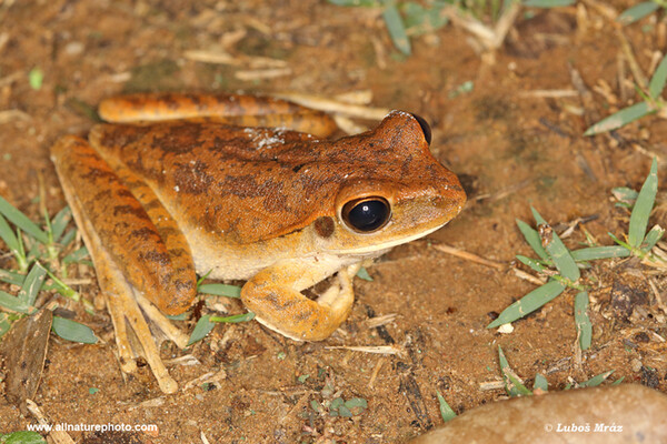Boana raniceps (Boana raniceps)