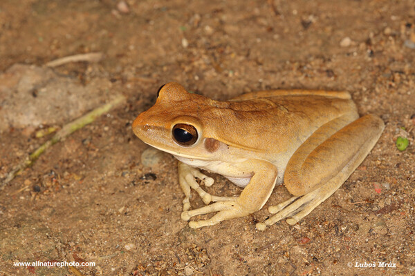 Boana raniceps (Boana raniceps)