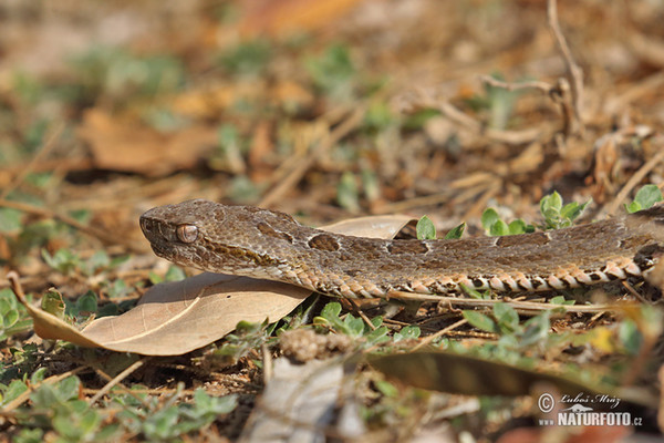 Bothrops neuwiedi mattogrossensis (Bothrops neuwiedi mattogrossensis)