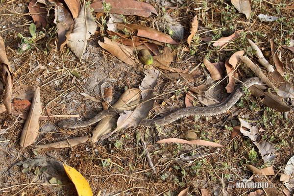 Bothrops neuwiedi mattogrossensis (Bothrops neuwiedi mattogrossensis)