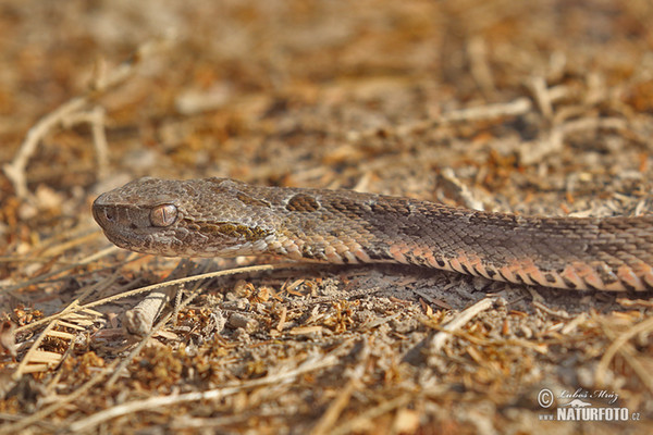 Bothrops neuwiedi mattogrossensis (Bothrops neuwiedi mattogrossensis)