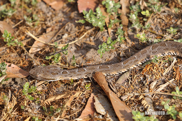 Bothrops neuwiedi mattogrossensis (Bothrops neuwiedi mattogrossensis)