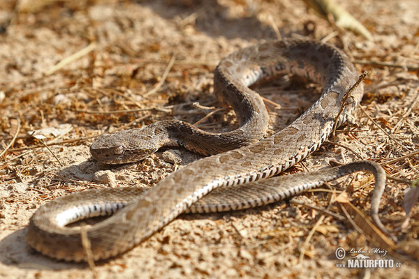 Bothrops neuwiedi mattogrossensis (Bothrops neuwiedi mattogrossensis)