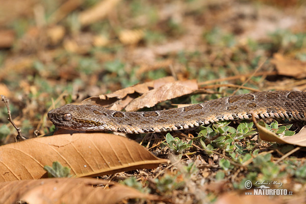 Bothrops neuwiedi mattogrossensis (Bothrops neuwiedi mattogrossensis)