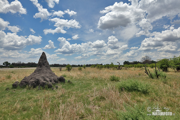 Botswana (BW)