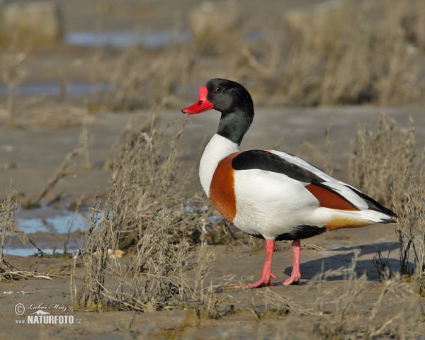 Brandgans (Tadorna tadorna)