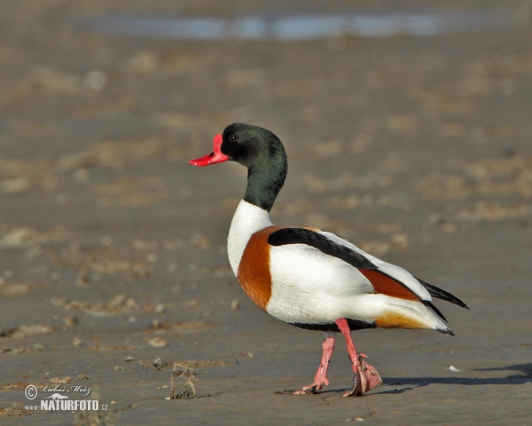 Brandgans (Tadorna tadorna)