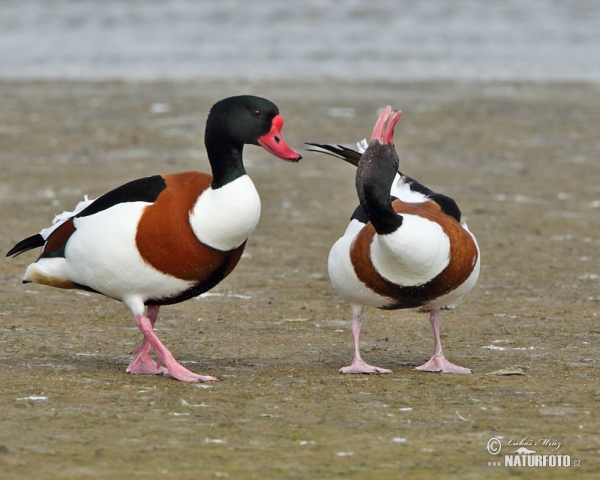 Brandgans (Tadorna tadorna)