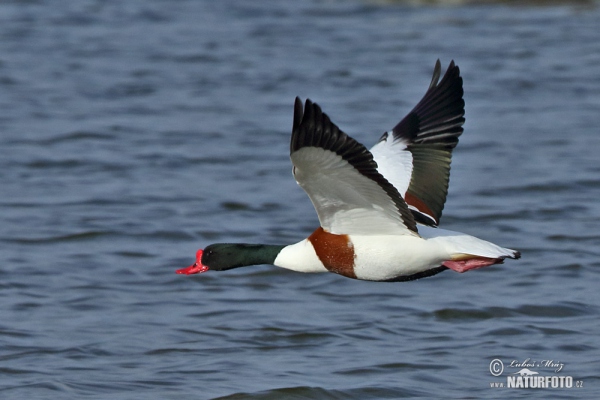 Brandgans (Tadorna tadorna)