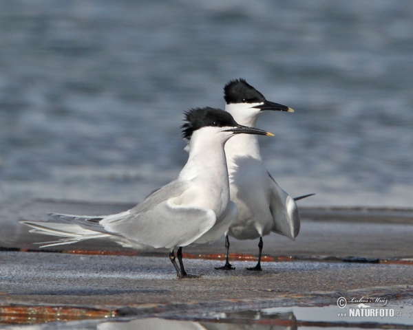 Brandseeschwalbe (Thalasseus sandvicensis)