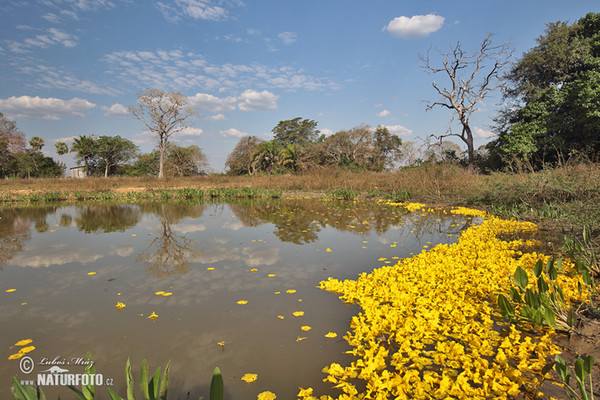 Brasiilien (Brasil, BR)