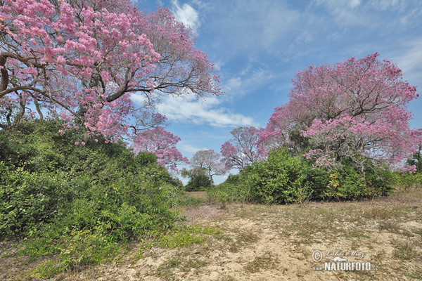 Brasiilien (Brasil, BR)