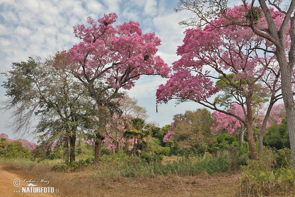 Brasiilien (Brasil, BR)