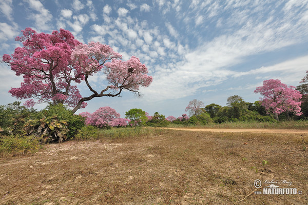 Brasiilien (Brasil, BR)