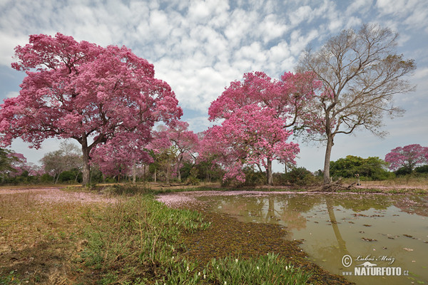 Brasiilien (Brasil, BR)