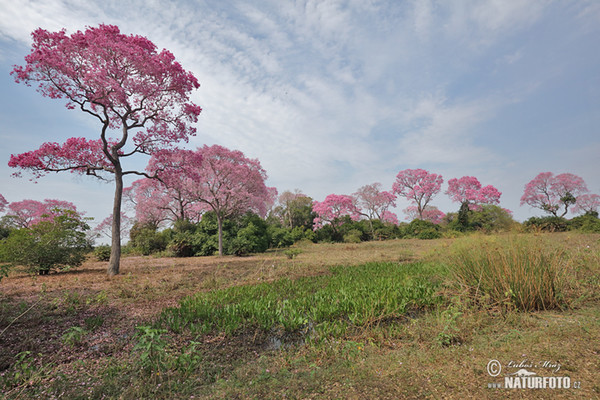 Brasiilien (Brasil, BR)