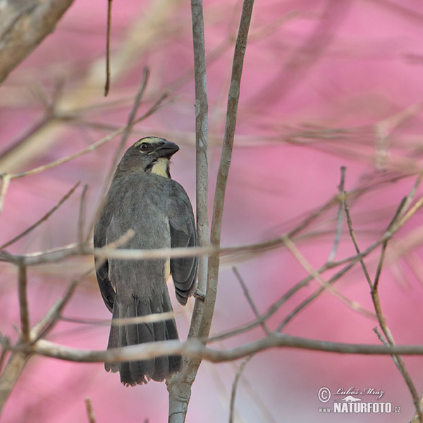 Brasilsaltator (Saltator coerulescens)