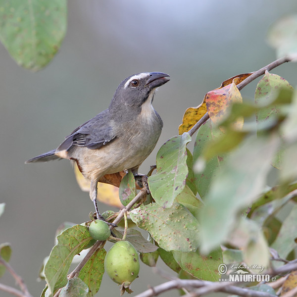 Brasilsaltator (Saltator coerulescens)