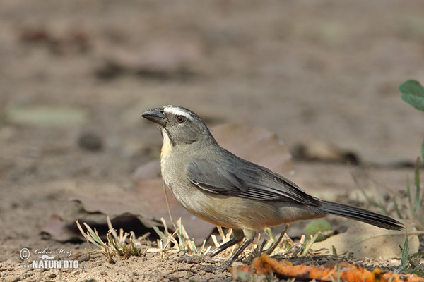 Brasilsaltator (Saltator coerulescens)