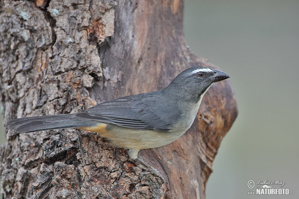 Brasilsaltator (Saltator coerulescens)