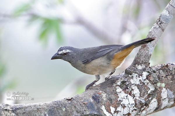 Brasilsaltator (Saltator coerulescens)