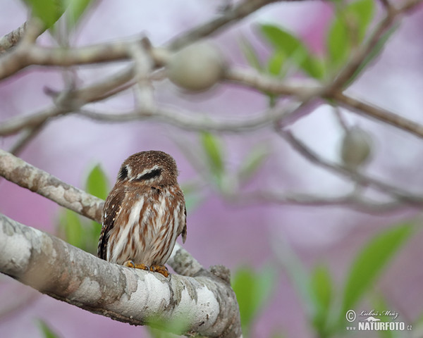 Brasilsperlingskauz (Glaucidium brasillianum)