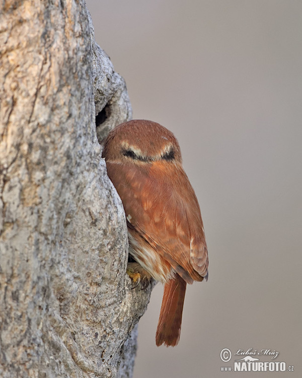 Brasilsperlingskauz (Glaucidium brasillianum)